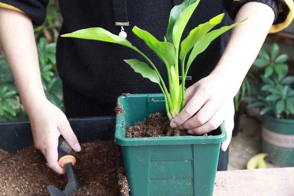 鹤望兰长得太高如何处理，剪除最上部的枝叶和突出的分枝