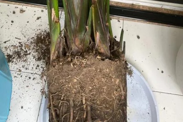 鹤望兰长得太高如何处理，剪除最上部的枝叶和突出的分枝