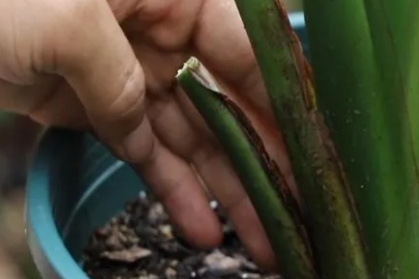 鹤望兰长得太高如何处理，剪除最上部的枝叶和突出的分枝