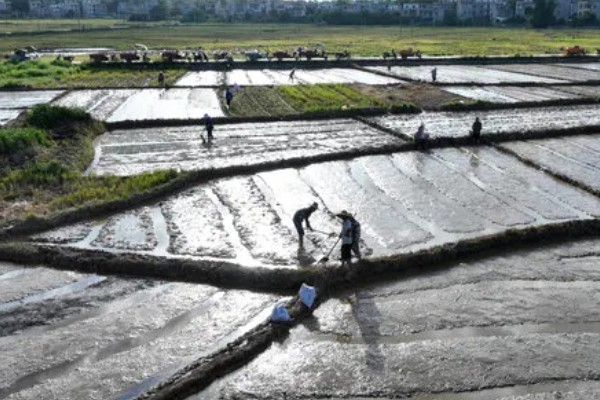 水稻分蘖过多如何解决,要及时排水晒田