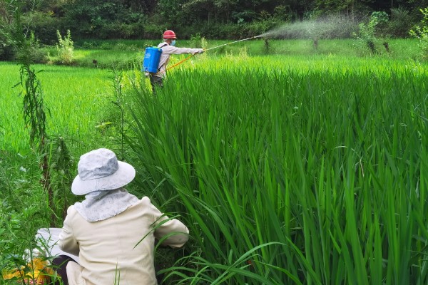 水稻分蘖过多如何解决,要及时排水晒田