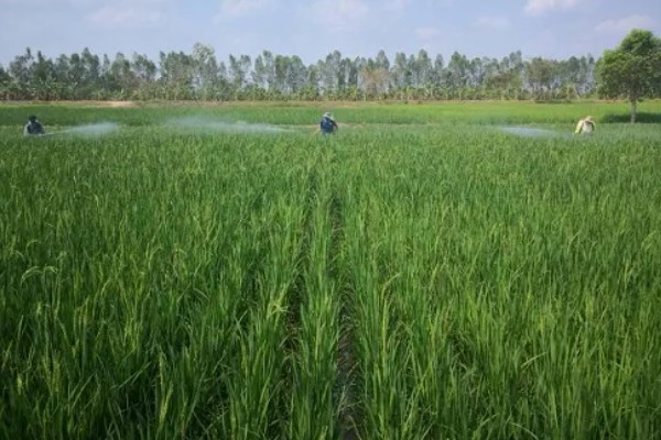 水稻分蘖过多如何解决,要及时排水晒田