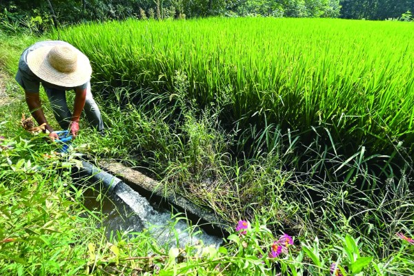 水稻分蘖过多如何解决,要及时排水晒田