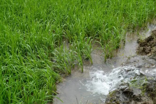 水稻分蘖过多如何解决,要及时排水晒田