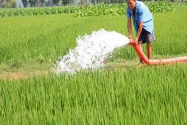 水稻分蘖过多如何解决,要及时排水晒田