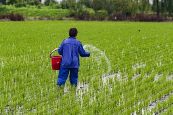 水稻分蘖过多如何解决,要及时排水晒田