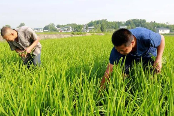 水稻分蘖过多如何解决,要及时排水晒田