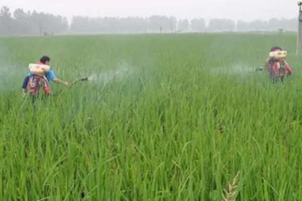 水稻分蘖过多如何解决,要及时排水晒田