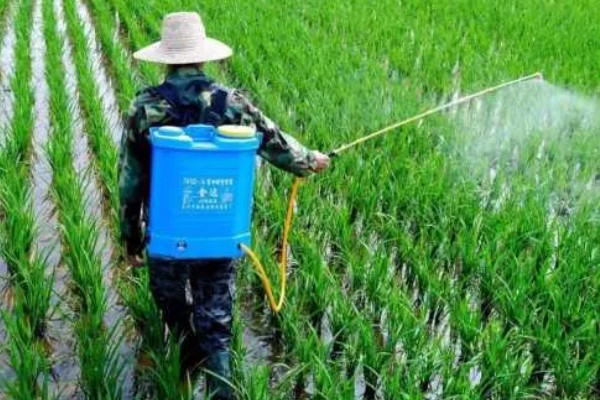 水稻分蘖过多如何解决,要及时排水晒田