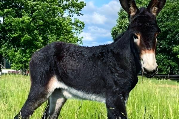 驴的繁殖能力怎么样，繁殖能力比较好