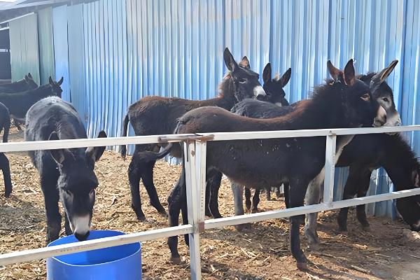 驴的繁殖能力怎么样，繁殖能力比较好