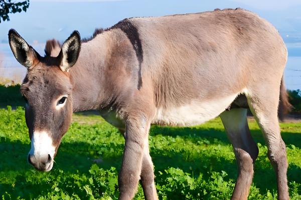 驴的繁殖能力怎么样，繁殖能力比较好