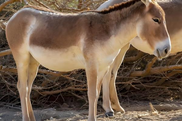 驴的繁殖能力怎么样，繁殖能力比较好