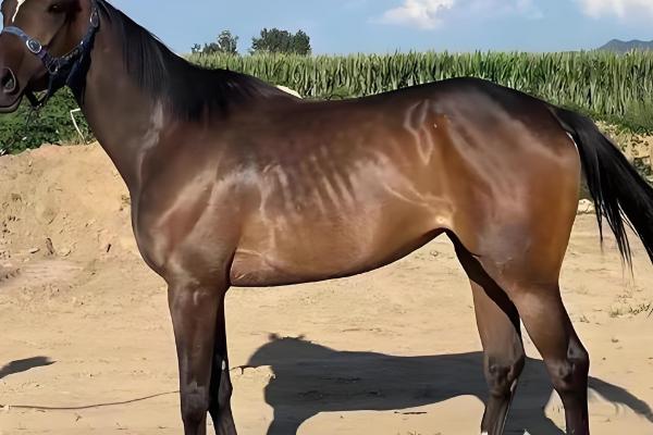 驴的繁殖能力怎么样，繁殖能力比较好