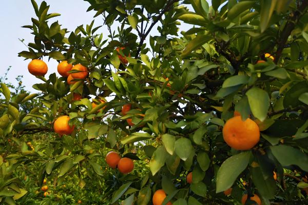 柑橘苗的优良品种，推荐红美人、金柑等