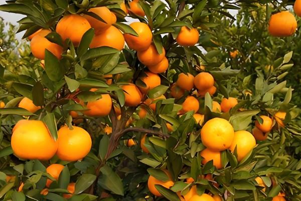 柑橘苗的优良品种，推荐红美人、金柑等