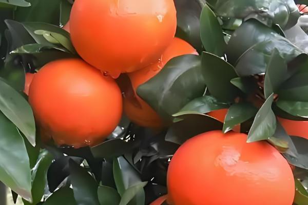 柑橘苗的优良品种，推荐红美人、金柑等