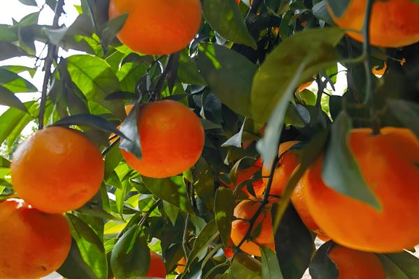 柑橘苗的优良品种，推荐红美人、金柑等
