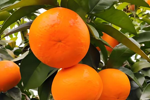 柑橘苗的优良品种，推荐红美人、金柑等