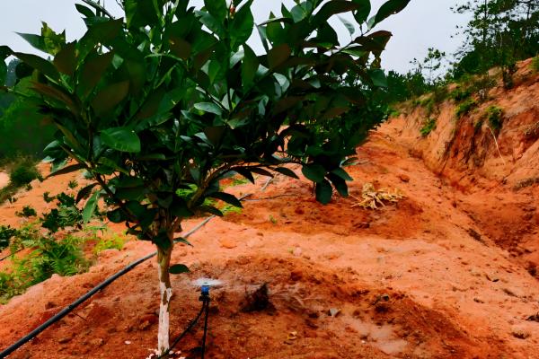 柑橘苗的优良品种，推荐红美人、金柑等