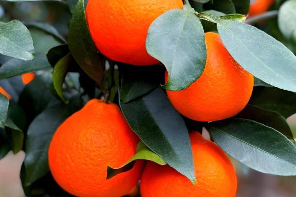 柑橘苗的优良品种，推荐红美人、金柑等