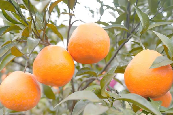 柑橘苗的优良品种，推荐红美人、金柑等