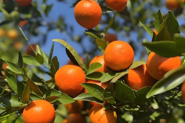 柑橘苗的优良品种，推荐红美人、金柑等