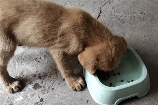 金毛的食物，低盐狗粮、营养膏、肉类均可饲喂