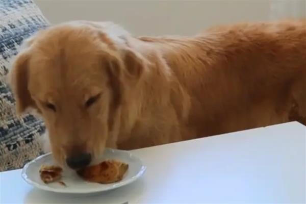 金毛的食物，低盐狗粮、营养膏、肉类均可饲喂