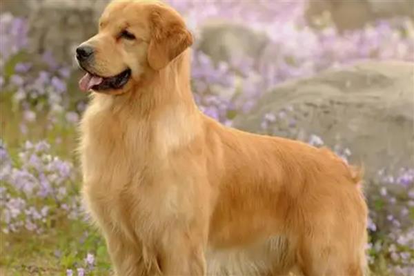 金毛的食物，低盐狗粮、营养膏、肉类均可饲喂