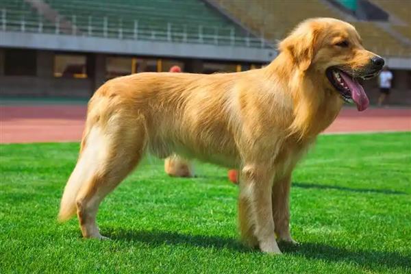 金毛的食物，低盐狗粮、营养膏、肉类均可饲喂