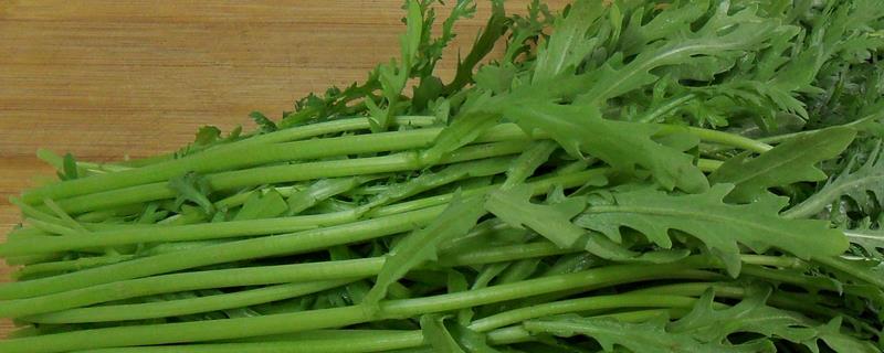 茼蒿怎么种植易发芽，可以先进行催芽处理