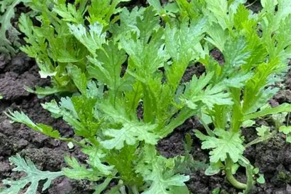 茼蒿怎么种植易发芽，可以先进行催芽处理