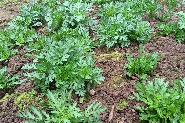 茼蒿怎么种植易发芽，可以先进行催芽处理