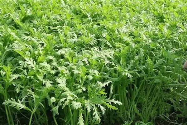 茼蒿怎么种植易发芽，可以先进行催芽处理