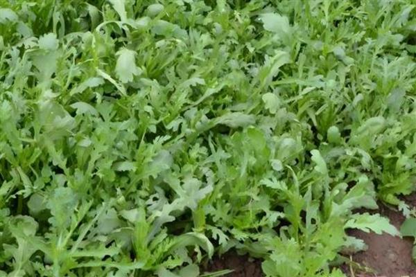 茼蒿怎么种植易发芽，可以先进行催芽处理