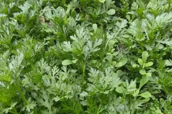 茼蒿怎么种植易发芽，可以先进行催芽处理