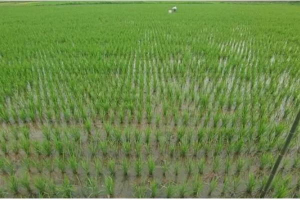 粳米的种植技术,施肥量视稻田肥力和产量指标而定