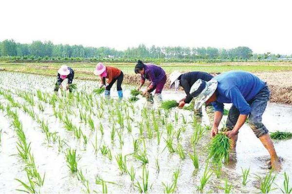 粳米的种植技术,施肥量视稻田肥力和产量指标而定