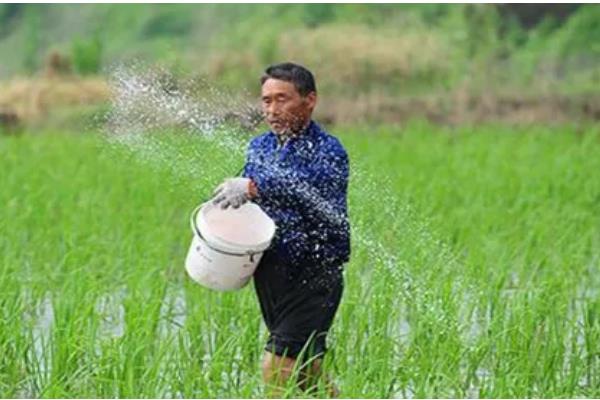粳米的种植技术,施肥量视稻田肥力和产量指标而定