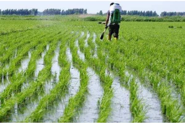 粳米的种植技术,施肥量视稻田肥力和产量指标而定