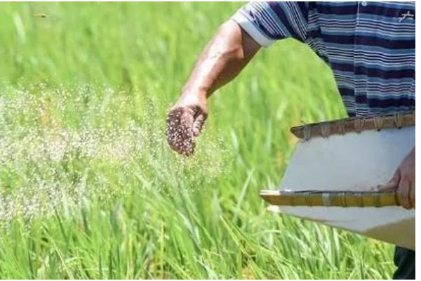 粳米的种植技术,施肥量视稻田肥力和产量指标而定