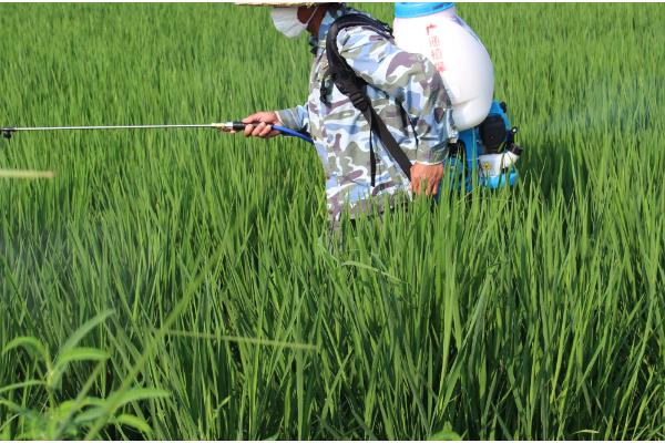 粳米的种植技术,施肥量视稻田肥力和产量指标而定