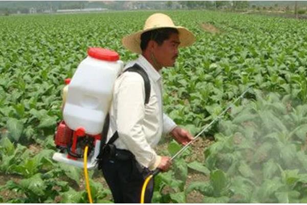 苏云金杆菌可以持效多久,持效期为1天左右