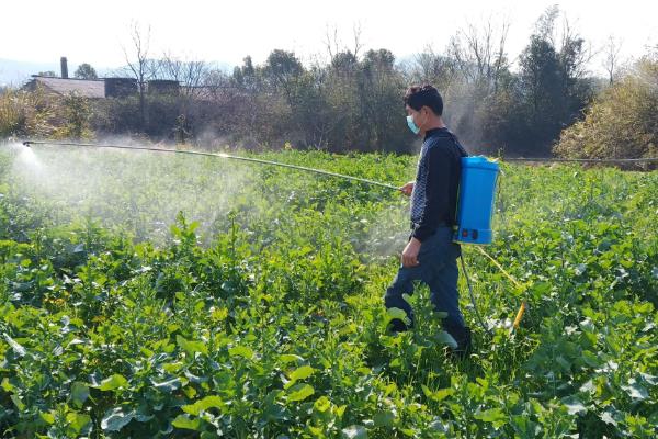 苏云金杆菌可以持效多久,持效期为1天左右