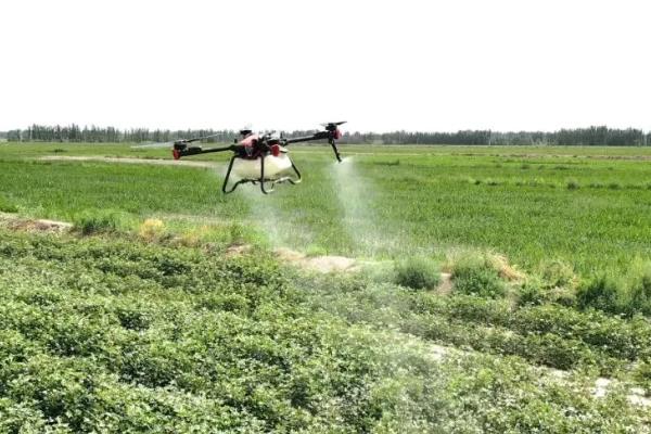 苏云金杆菌可以持效多久,持效期为1天左右