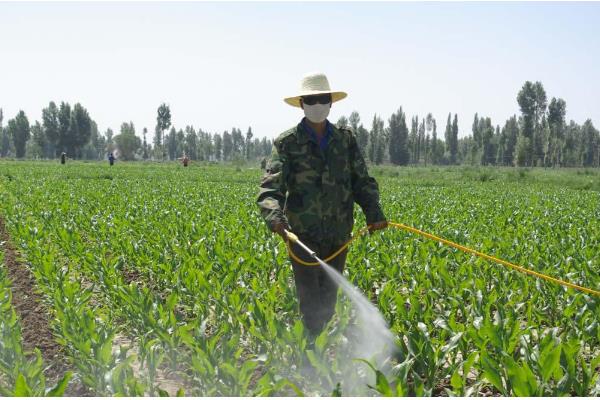 苏云金杆菌可以持效多久,持效期为1天左右