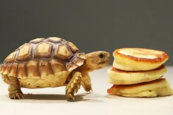 乌龟能不能吃面包，切碎后便可饲喂