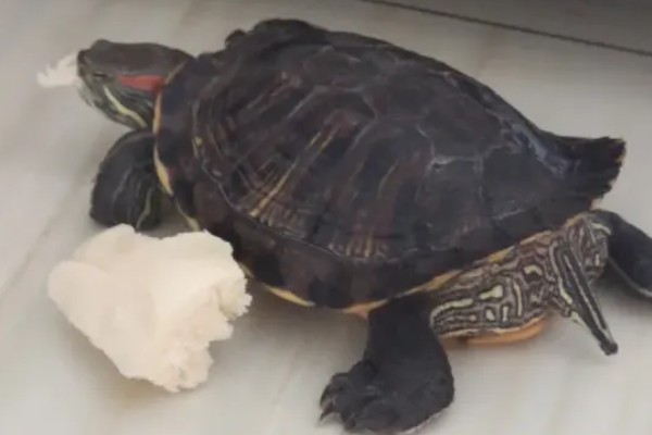 乌龟能不能吃面包，切碎后便可饲喂