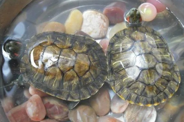 乌龟能不能吃面包，切碎后便可饲喂